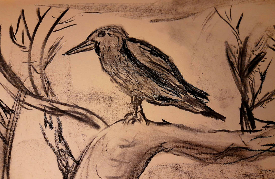 Buguri Drawing Budgie by Roari-O-Rake on DeviantArt