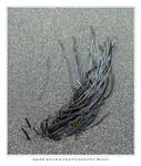 Seaweed Art by Kvaga
