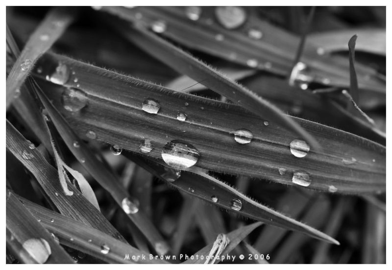 Grass Dew Dew B_W