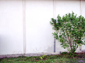 Garage wall with bush