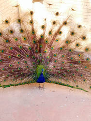 Peacock