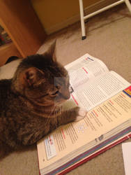 My cat enjoys reading-_-