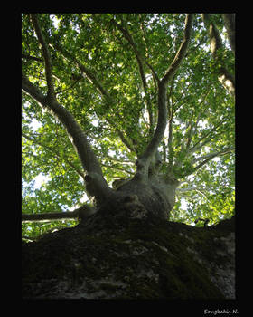 Ioannina,Greece.Agelong tree.