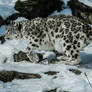 Snow Leopard on the proll