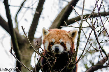 Red Panda