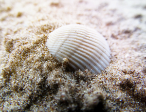 Sea Shell