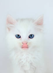 white cat blue eyes