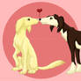 saluki love