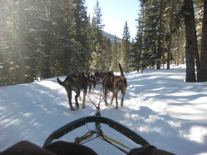 Dog sledding in Monarch, Colorado