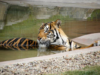 Kato - Bengal Tiger