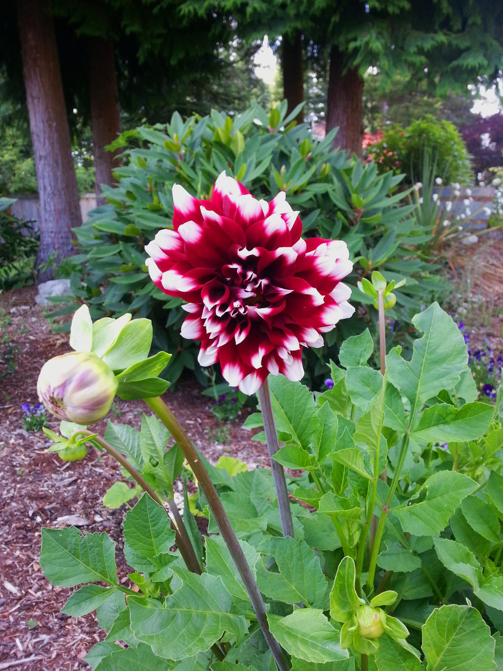 Watcher of the Garden