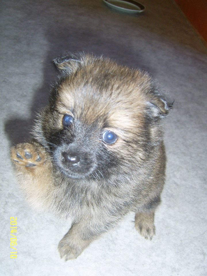 Puppy high five~ ^.^ (Babyzzz pics)