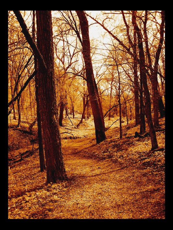 sepia tree-pias