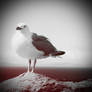 seagull