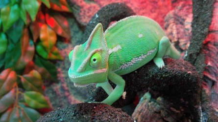 Chameleon