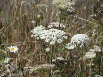 Simple Flower