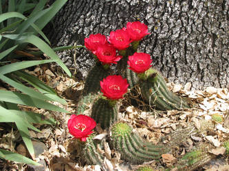 Cactus Blooming