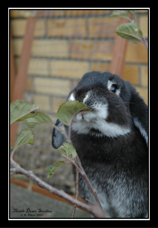 'Bramble Silver Lining'