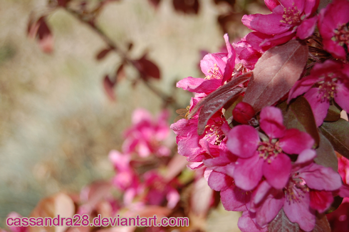 Crabapple