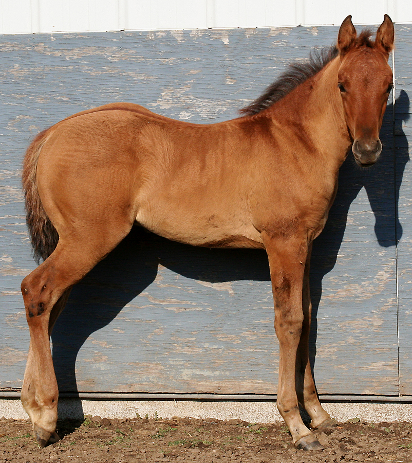 099 : Foal Stand by Nylak-Stock