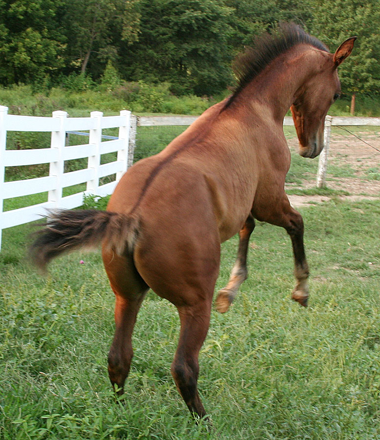 100 : Foal Rear Hind View by Nylak-Stock