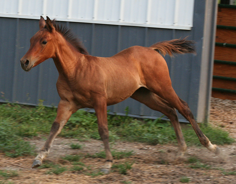 102 : Foal Canter by Nylak-Stock