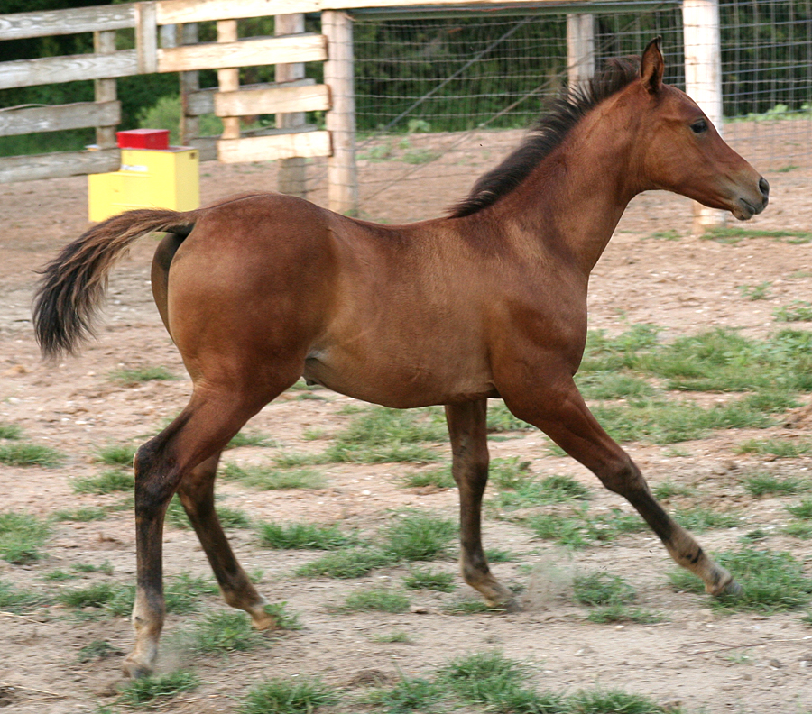 103 : Foal Canter by Nylak-Stock