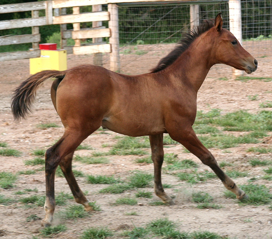 103 : Foal Canter