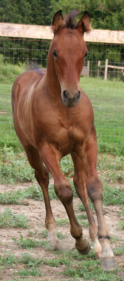 104 : Foal Canter Towards by Nylak-Stock