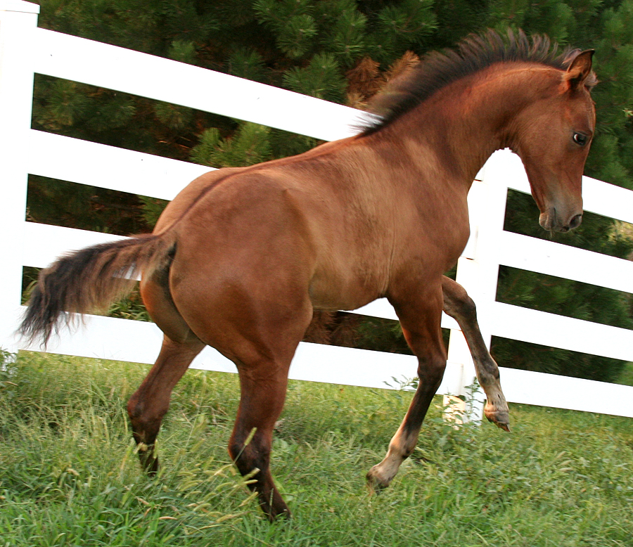 105 : Foal Rear