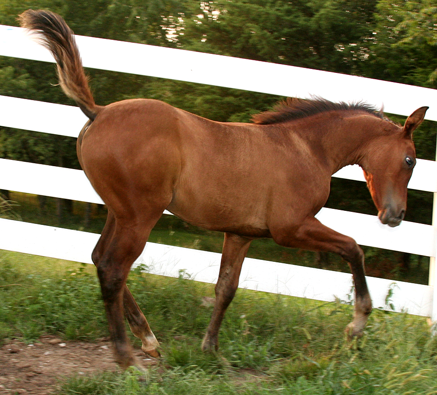 106 : Foal Strike by Nylak-Stock