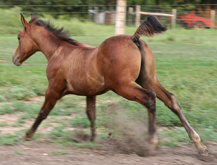 107 : Foal Gallop Angle by Nylak-Stock