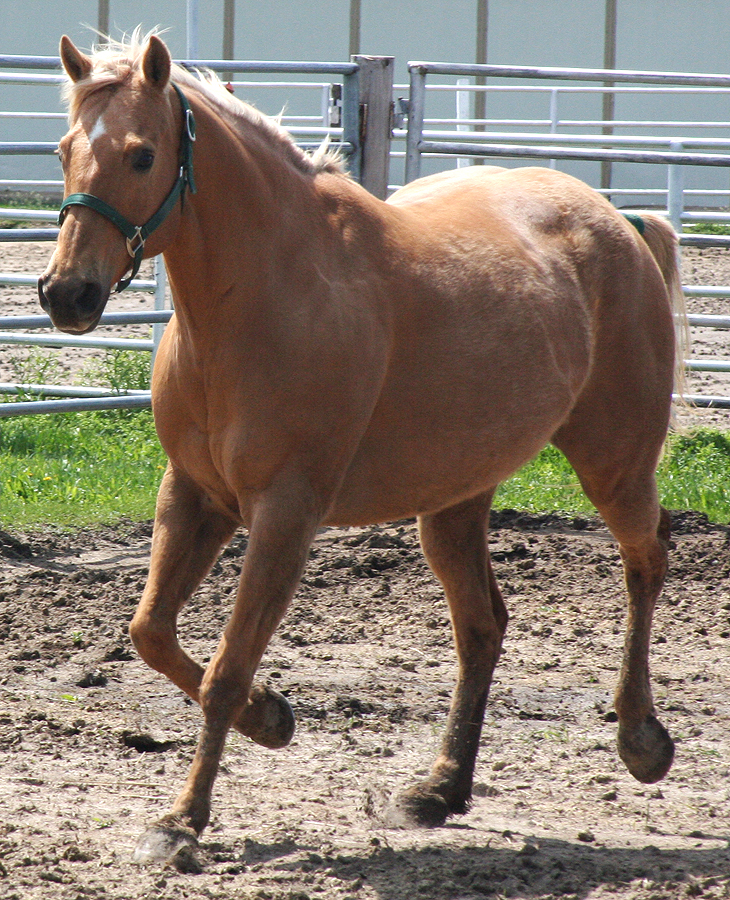 115 : Trot by Nylak-Stock