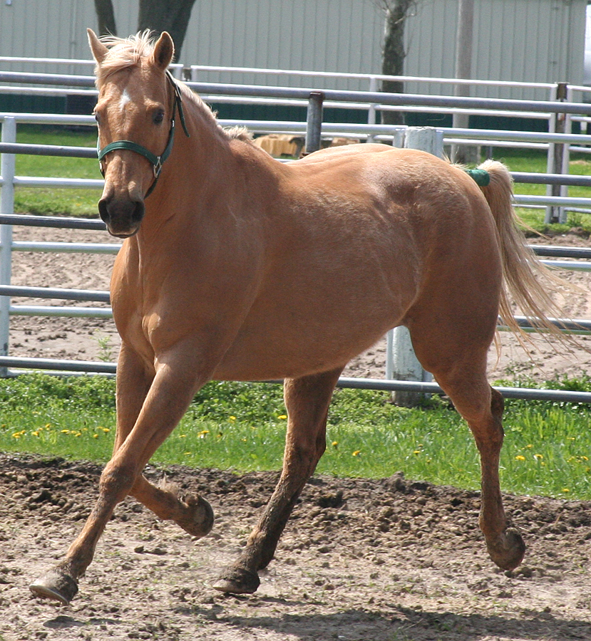 116 : Trot Towards by Nylak-Stock