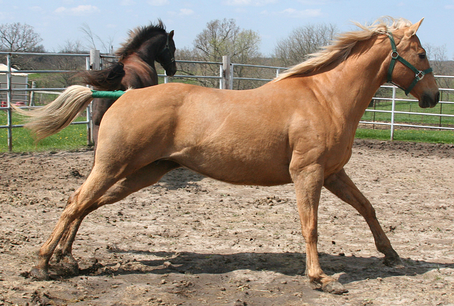 118 : Gallop by Nylak-Stock