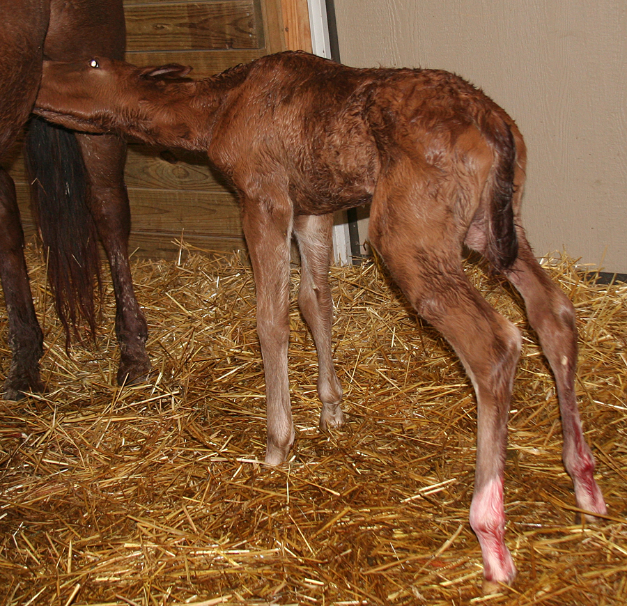 126 : Newborn Foal Nursing by Nylak-Stock