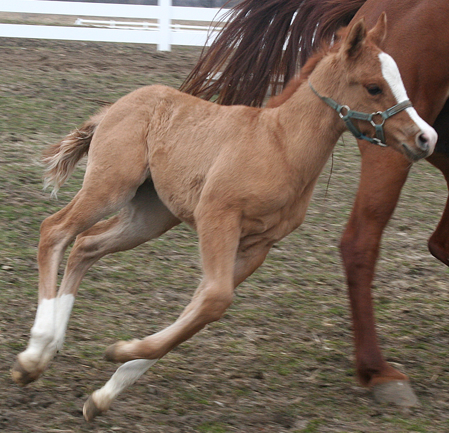 127 : Foal Gallop