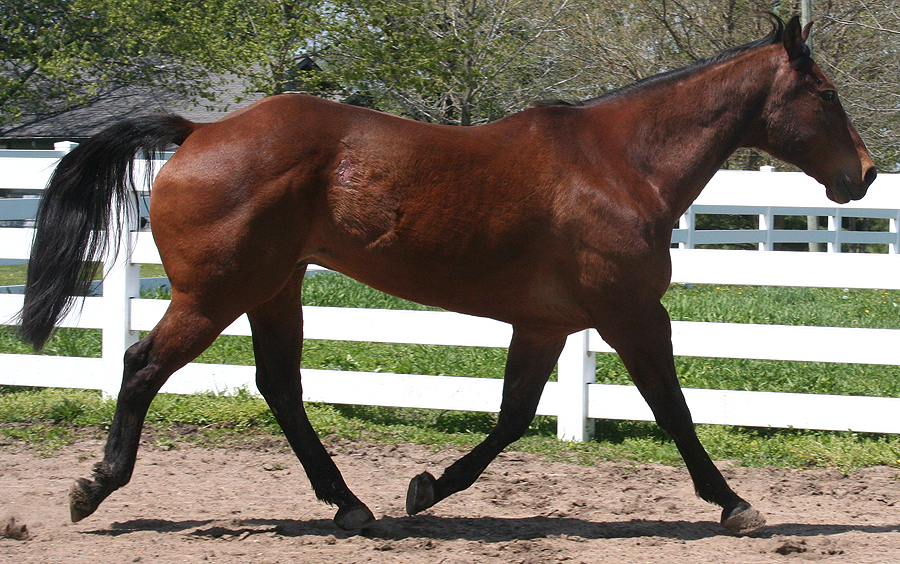 134 : Trot by Nylak-Stock