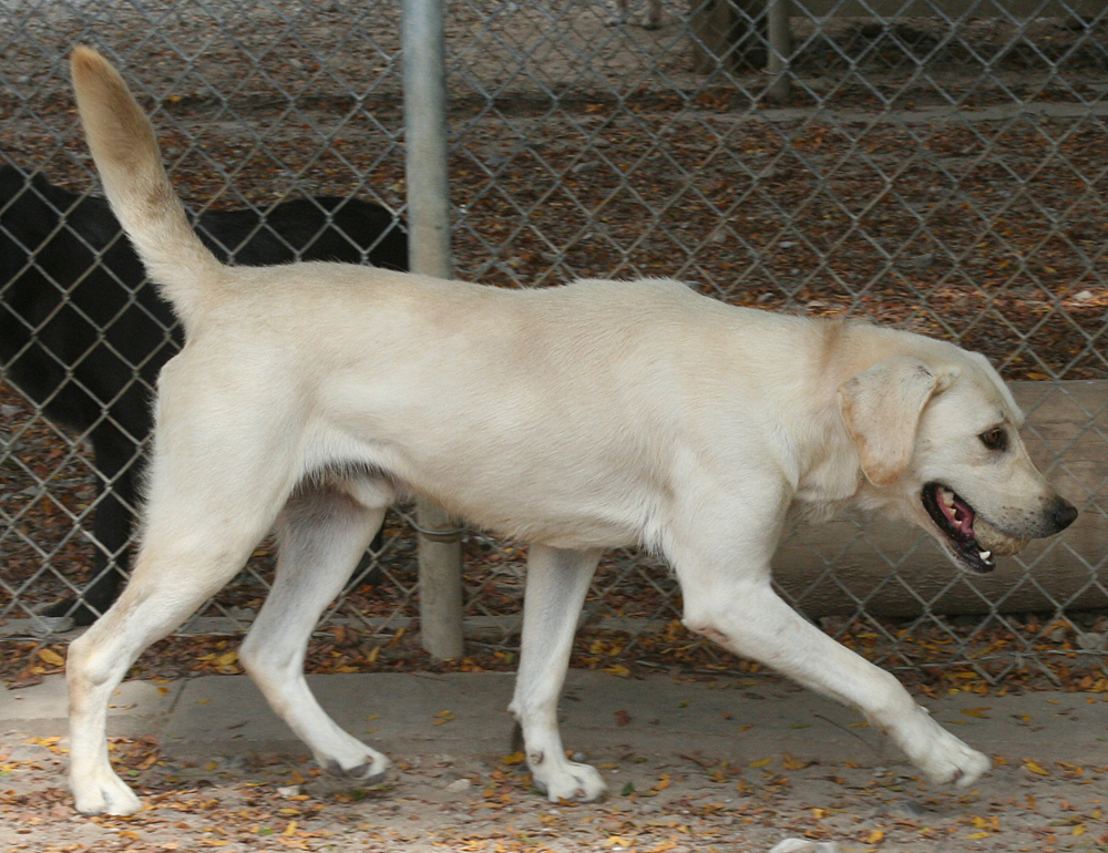 144 : Lab Trot