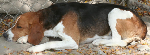 149 : Hound Sleeping by Nylak-Stock