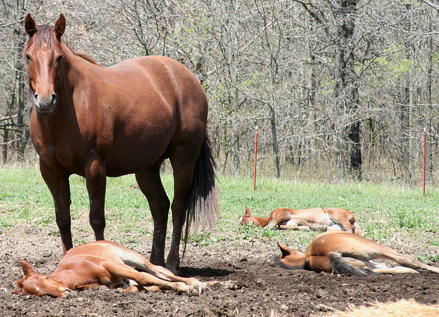 052 : Foal Massacre by Nylak-Stock