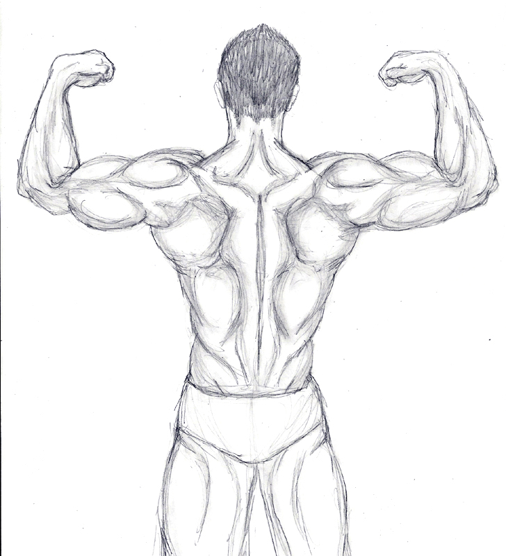 Back Muscles Reference Drawing / Female Muscle Anatomy Images Stock