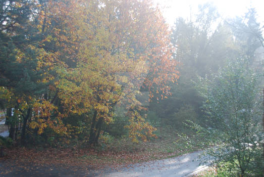 Abandoned road on an autumn morning