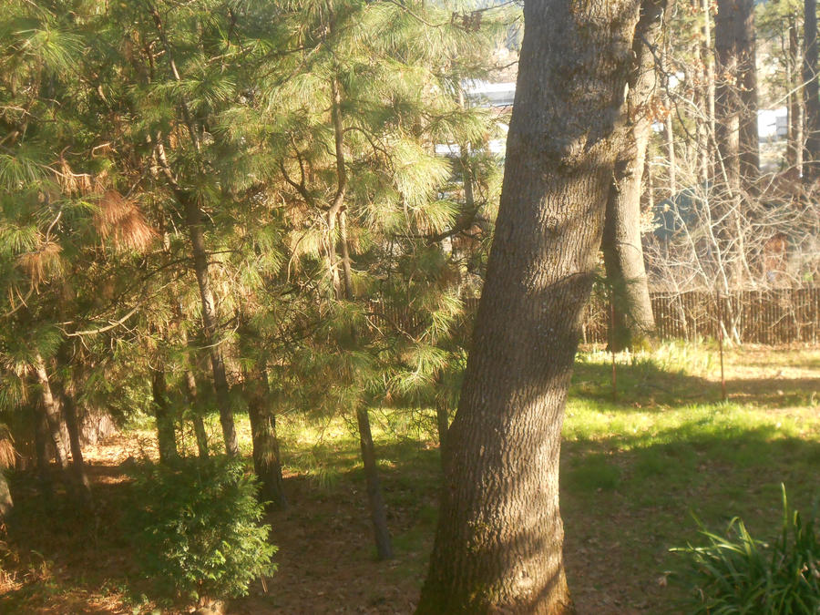 another tree shot by ArloIsFat on DeviantArt