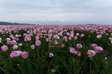 tulips from Holland