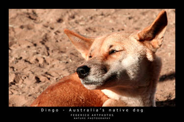 Dingo