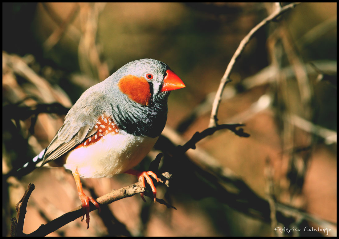 Zebra finch