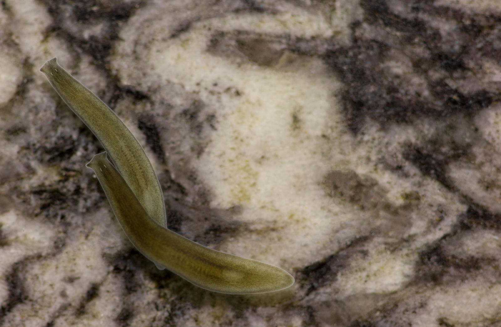 Crenobia alpina by sumiedh on DeviantArt