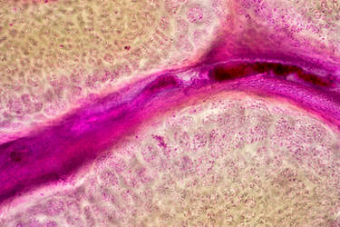 Chicken articular cartilage by sumie--dh