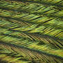 Peacock's feather